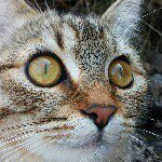 Profile Picture of David Stähle (@dorgut38) on Instagram