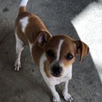 Profile Picture of Fred Pimentel 🐶 (@fredpimentel_) on Instagram