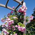 Profile Picture of Christa Reitler (@christareitler) on Instagram