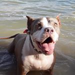 Profile Picture of Haley Perrin (@cbmrescue) on Instagram