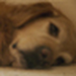 Profile Picture of Scott Phillips (@scottiep94) on Flickr