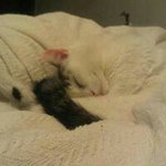 Profile Picture of Joanne Bookatz Umansky (@rakujmu) on Instagram