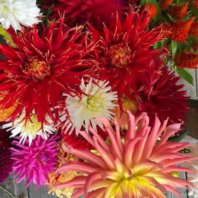 Profile Picture of Gaye Lynn Bennett (@GayeLynnBennet1) on Twitter