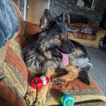 Profile Picture of Sharon Dalzell (@sharondalzell) on Instagram