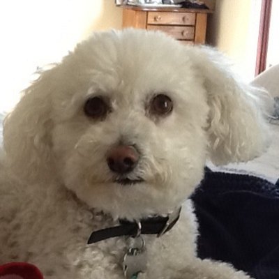 Profile Picture of Amy Fatica (@Amyrenene) on Twitter