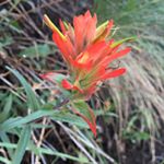 Profile Picture of Amber krummel (@atkrummel) on Instagram