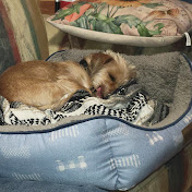 Profile Picture of Scott Ragan (@rugerwantshismommyragan3232) on Youtube