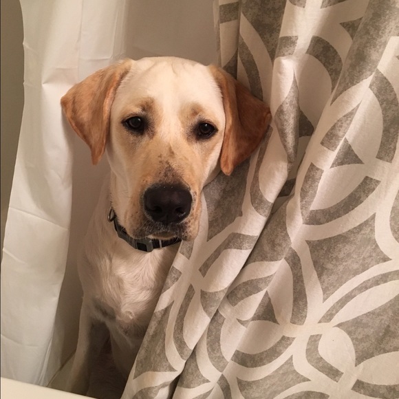 Profile Picture of Beth Pancner (@bethp1483) on Poshmark