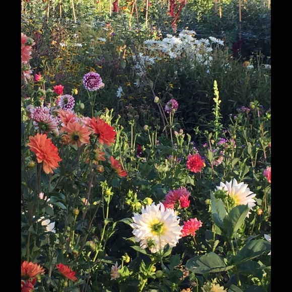 Profile Picture of Debbie Pyles (@deb_ri1119) on Poshmark