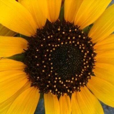 Profile Picture of Katrina Baumsteiger (@tbaum1965) on Twitter