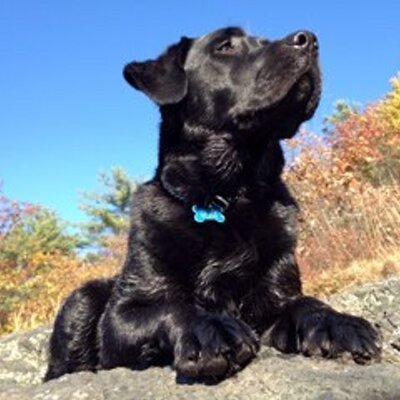 Profile Picture of Dave Boettcher (@camel2174) on Twitter