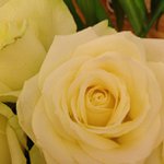 Profile Picture of Michael Finley (@jungaprilchronicle) on Instagram