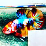 Profile Picture of colours no 1 ❤️💛💙💜💚 (@betta_colours) on Instagram