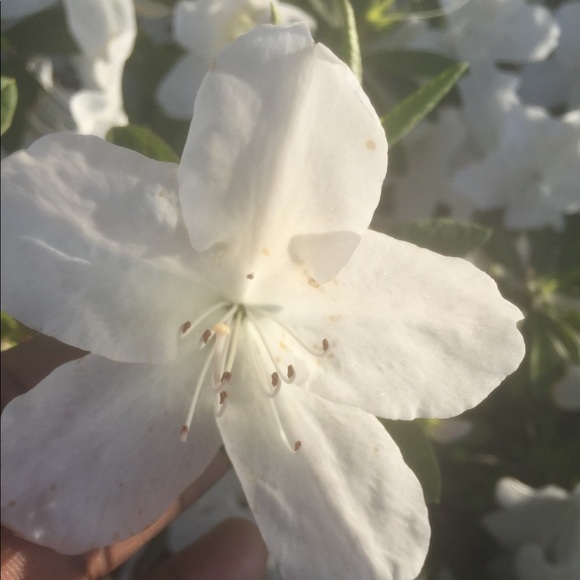 Ariel Lam - Poshmark Profile Picture of Ariel Lam (@aribear88) on Poshmark