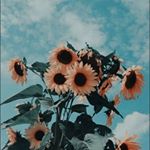 Profile Picture of Hannah (@h2hdirks) on Instagram
