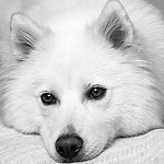 Profile Picture of Demetres Melita (@ratkadog photography) on Flickr