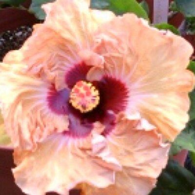 Profile Picture of Gwen James (@Cruzan2) on Twitter