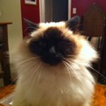 Profile Picture of Molly (@lynette.malone) on Instagram