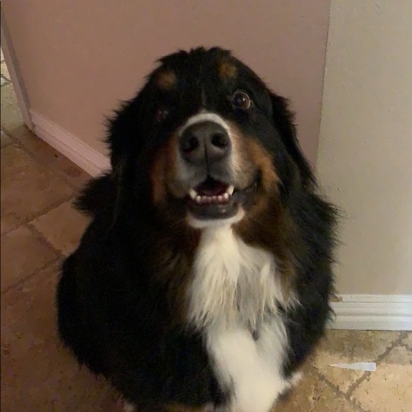 Profile Picture of Anna Caccamo (@annacaccamo609) on Poshmark