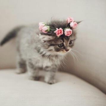 Ashley Simmonds - Twitter Profile Picture of Ashley Simmonds (@ashleysimmonds3) on Twitter