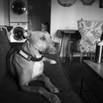Profile Picture of Chadwick Bacon (@sadwick) on Instagram