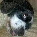 Profile Picture of tony leonetti (@leonetti2277) on Pinterest