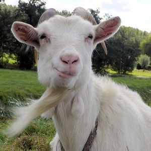 Profile Picture of Jeffery (@jeff.the.pansexual.goat) on Myspace