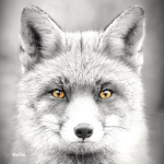 Profile Picture of elZorropotorro (@elZorropotorro) on Flickr