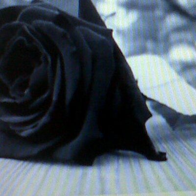 Profile Picture of Nora Hernandez (@norriuska) on Twitter