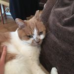 Profile Picture of Barry from the box 🐈📦 (@barryfromthebox) on Instagram