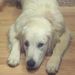Profile Picture of Bailey Hammerberg (@baileydds) on Pinterest