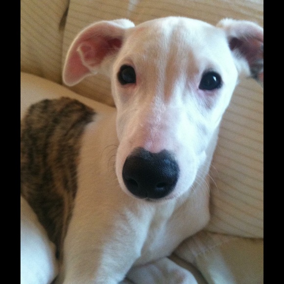 Profile Picture of Mackenzie Brewer (@maebrew) on Poshmark