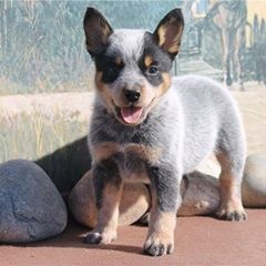 Profile Picture of Steve Moeller7 (@@stevemoeller5) on Tiktok