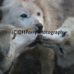 Profile Picture of Danielle Perry (@danielleperry7) on Flickr