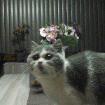 Profile Picture of joyce&lina (@joyce.loos1998gmail.com_) on Instagram