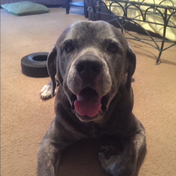 Profile Picture of Mike Mattay (@hazechevy) on Poshmark