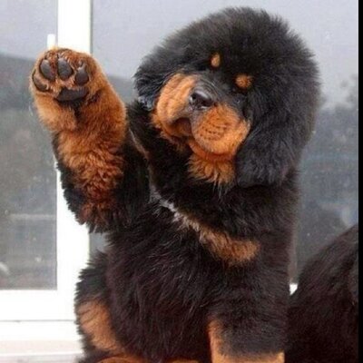 Profile Picture of David Murat (@taxisdavid) on Twitter