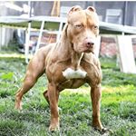 Profile Picture of michael kasunick (@blue_gatti) on Instagram