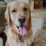 Profile Picture of Jackson Buddy Hirsch (@jackiesnuggles2) on Instagram