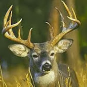 Profile Picture of Levi Weber (@leviweber7161) on Youtube