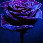 Profile Picture of Brad Figjam Carstens (@brad.carstens) on Instagram
