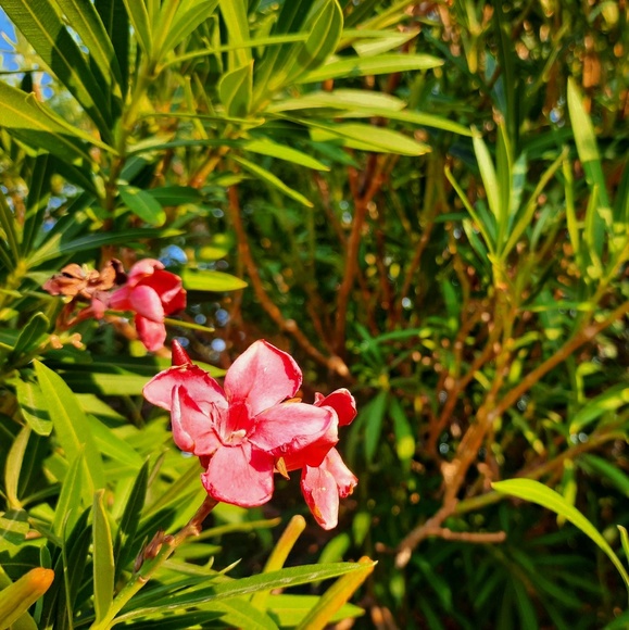 Profile Picture of Kellye Tamura (@happybubbles12) on Poshmark