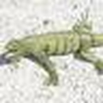 Profile Picture of Alfredo Sanchez (@Aqu? es; El Rinc?n de Las Iguanas...) on Flickr