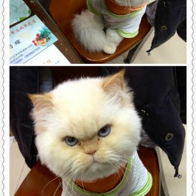 Profile Picture of Jason Deng (@jasondeng8) on Twitter