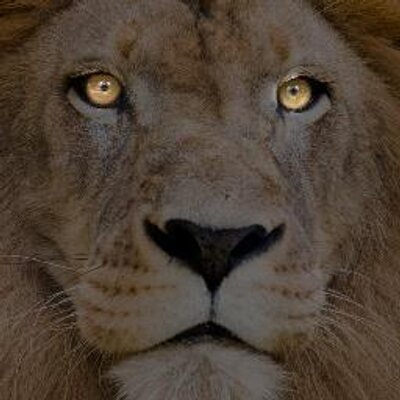 Profile Picture of Nick Ventresca (@FearsMyRawr) on Twitter
