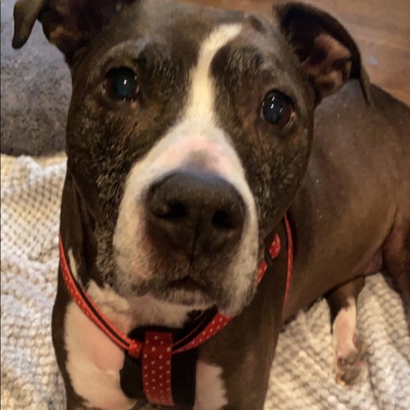 Profile Picture of Lilly Powers (@lillyypowerss) on Poshmark