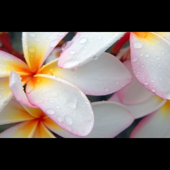 Profile Picture of Maddie Wasner (@plumcello12) on Poshmark