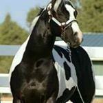 Profile Picture of Albert Giron (@giron.albert) on Instagram