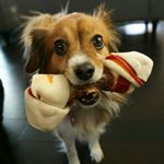 Profile Picture of Steven Truong (@slappyhap) on Instagram