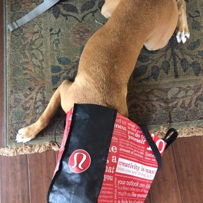 Profile Picture of Committed To VOTE BLUE 🌊 (@StKate) on Twitter